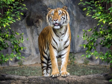 WildLife